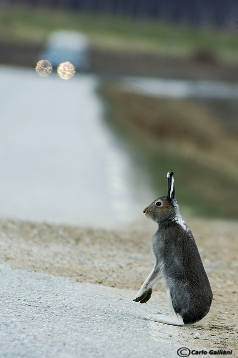 Aspettando diligentemente ad attraversare (lepre alpina)